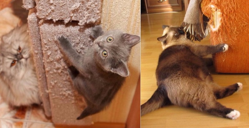 кот царапает диван что делать