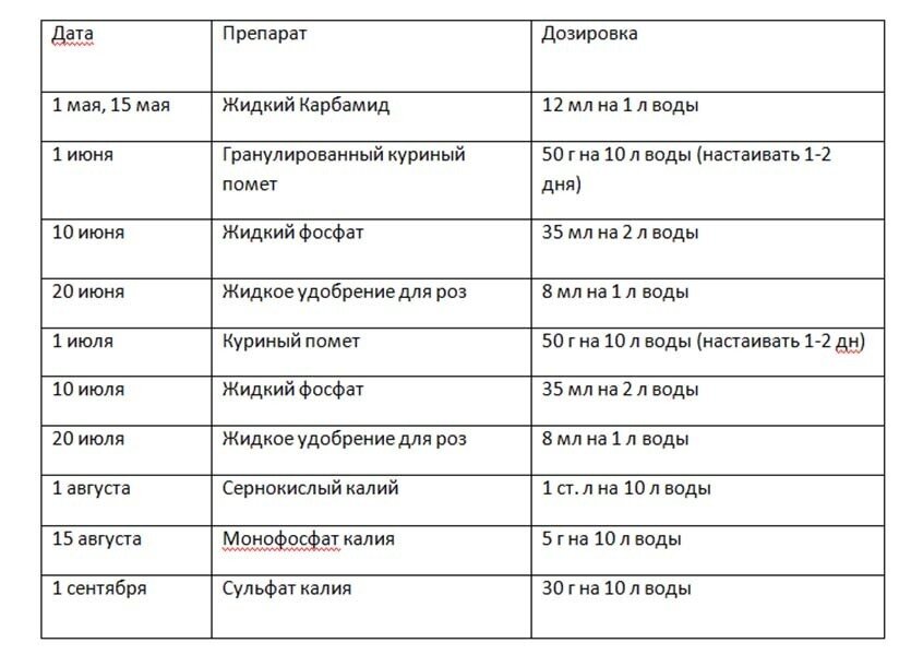 Она непрерывно цветет все лето, до морозов, но дело не только в этом. Почему я считаю эту розу идеальной &039Вайкики&039, очень, может, нежный, идеальной, розовокоралловый, бутоны, время, подбеленной, специями», оборотной, стороной, цветет, цветение, серии, совсем, розочка, иногда, легкими, почти