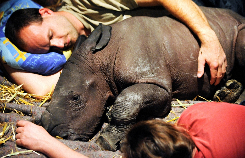 Детёныши и их мамы Детёныши и их мамы животные,интересное,позитив