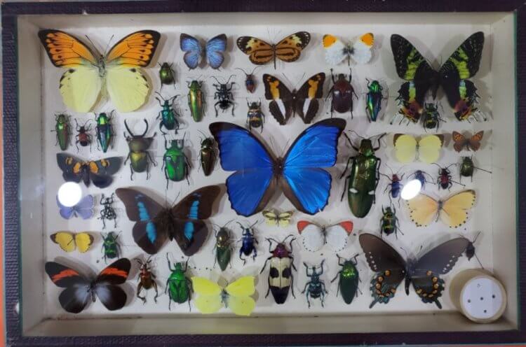 Почему люди перестали коллекционировать бабочек? насекомые земли,научные исследования,увлечения,хобби
