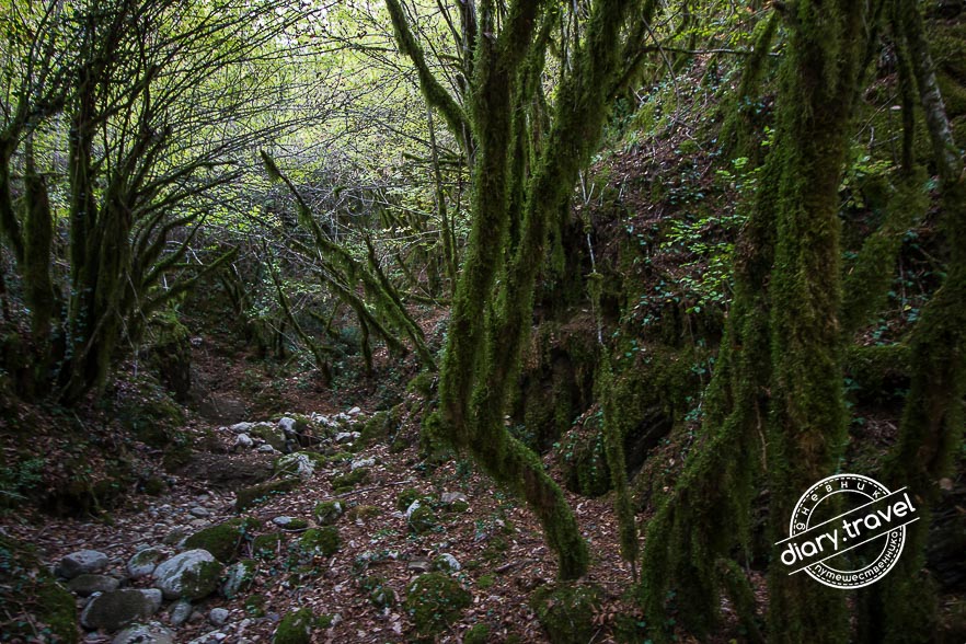 Река Мртвица: каньон, Данилов Мост и сказочный лес Река Мртвица: каньон, Данилов Мост и сказочный лес горы,мртвица,путешествие,река