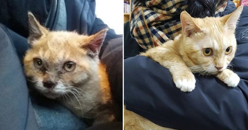 Котенок был так голоден, что ел грязь Free Korean Dogs, Дангджине, доброта, котёнок, спасение животных