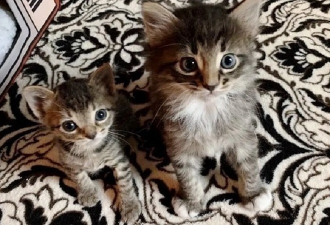 Два котенка