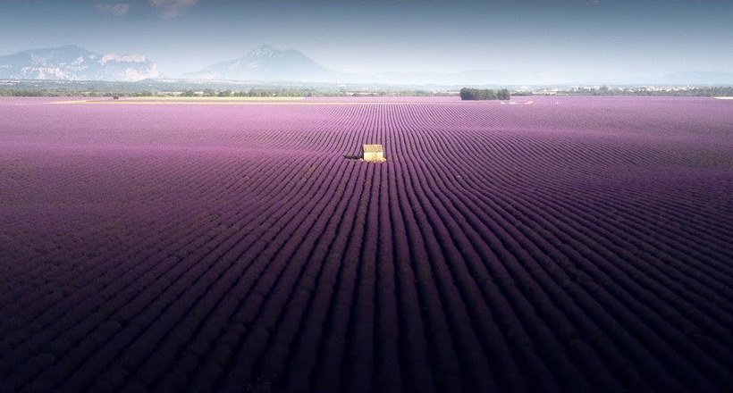 Воздушные снимки лавандовых полей волшебной красоты на юге Франции Путешествия,фото