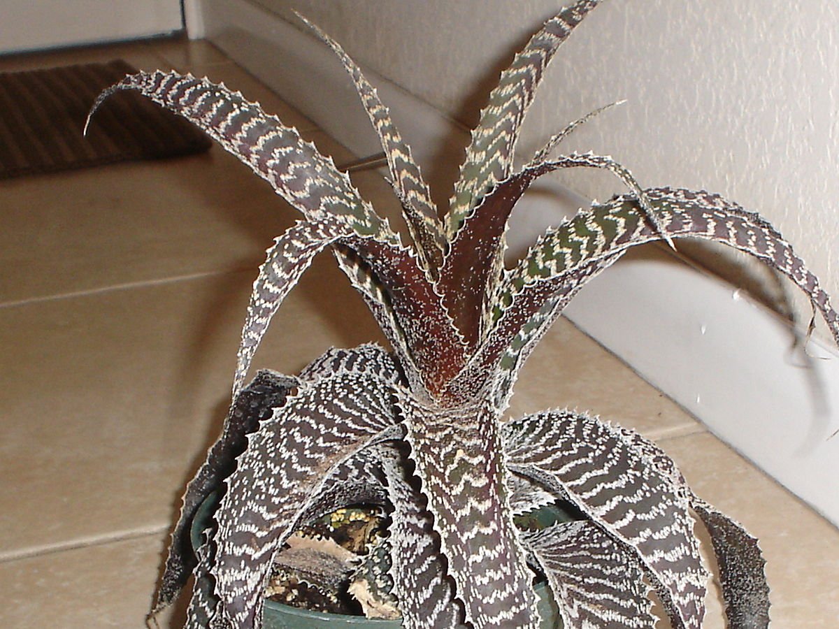 Ортофитум Гуркена (Orthophytum gurkenii) Ортофитум Гуркена (Orthophytum gurkenii)