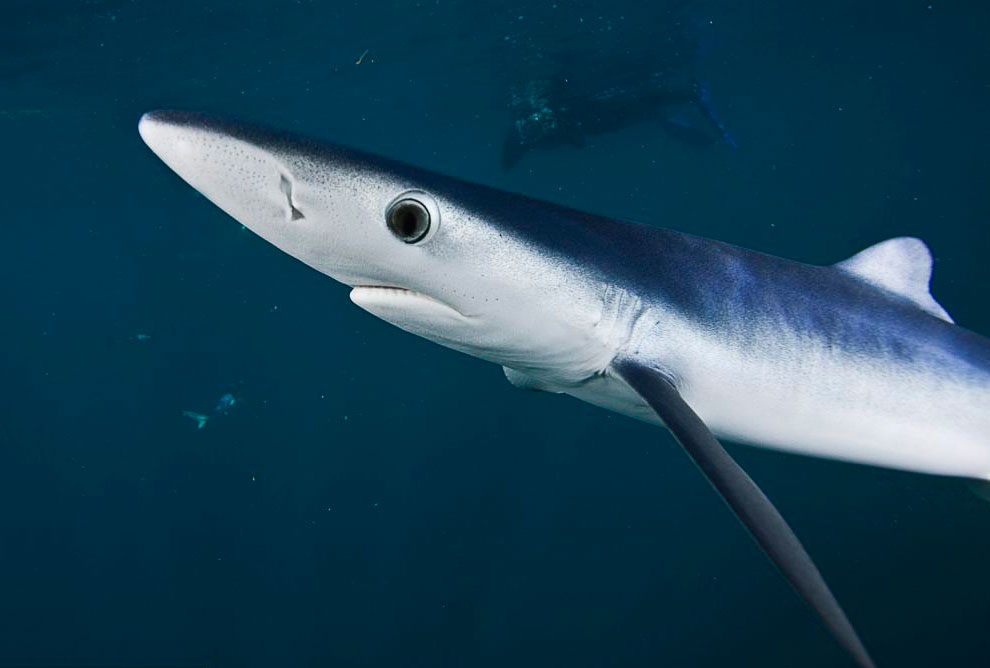 Blue shark. Серо голубая мако. Акула мако серо голубая порода. Средиземноморская голубая акула.