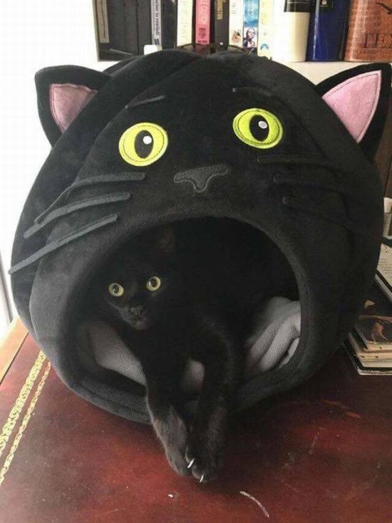 Веселые картинки и забавные фото приколы из сети Веселые картинки и забавные фото приколы из сети