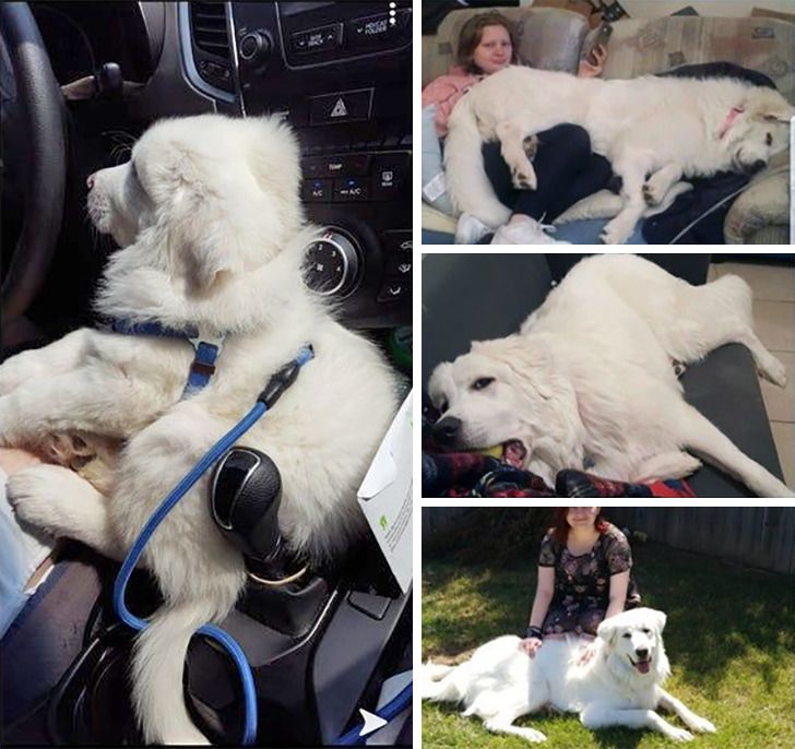 Любителям собакенов: большие собаки созданы для людей с огромным сердцем 