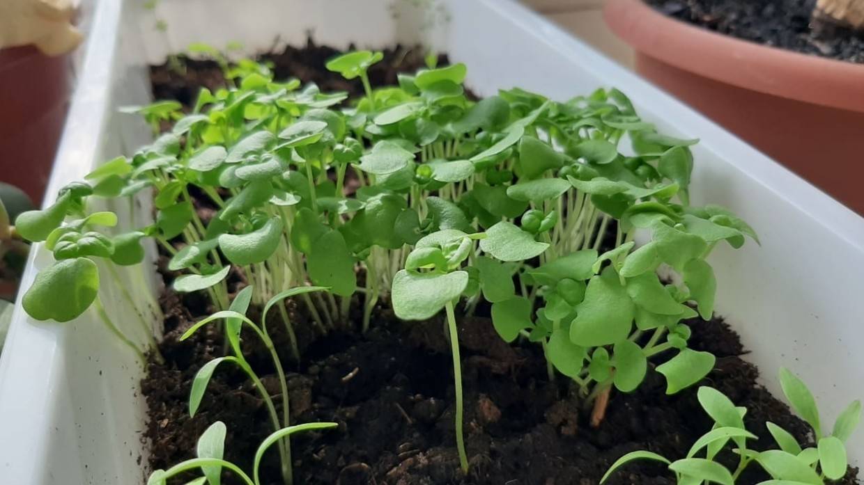 Садоводы рассказали о способах спасти слишком вытянувшуюся рассаду томатов