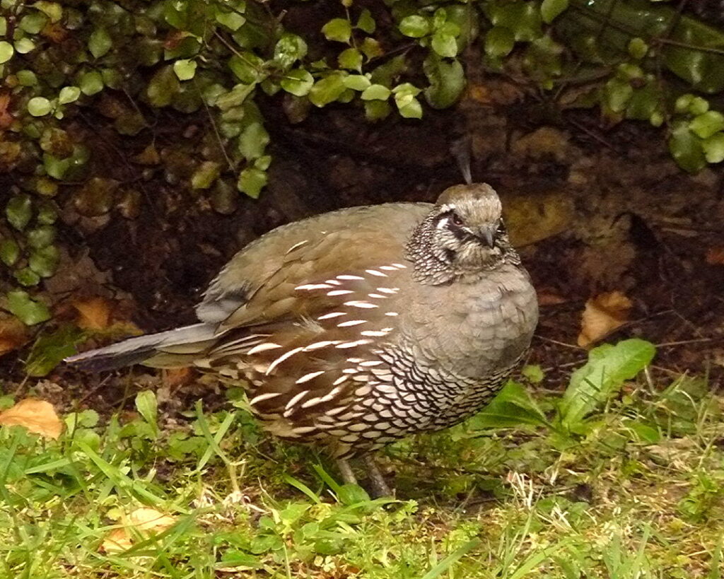 Встречи с дикой природой