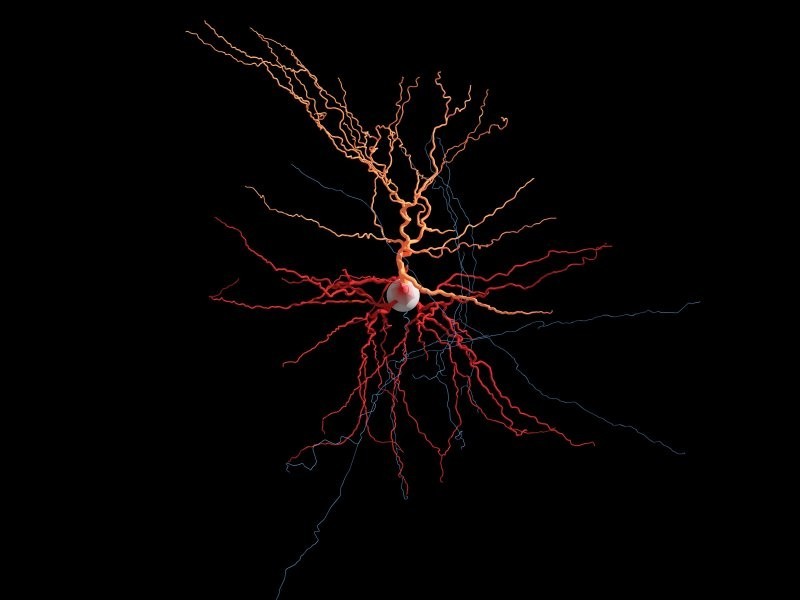 10 любопытных фактов о нашем мозге мозга, больше, энергии, нейроны, мозге, веществ, орган, например, время, может, скоростью, нейронов, питательных, часть, самый, процесс, крови, используется, энергозатратный, информацию