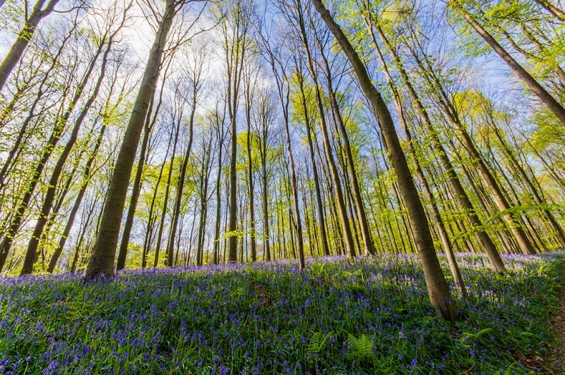 Халлербос – синий лес в Бельгии Халлербос – синий лес в Бельгии Путешествия