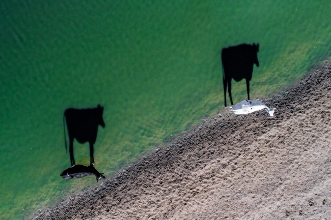 © LukeMaximoBell/dronestagram   Две коровы, освещенные солнцем, на утреннем водопое, Юж