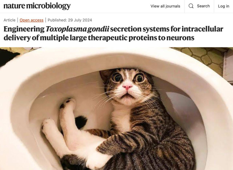 Ученые выяснили, что кошачье говно лечит рак