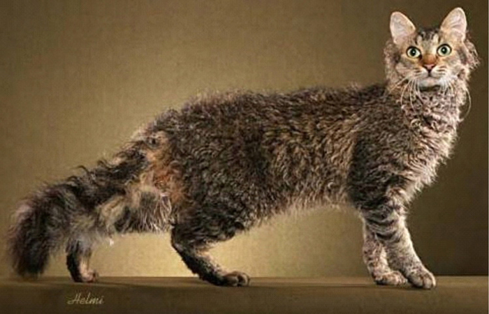 6 пород кошек, которые почти не линяют и не портят ковры шерстью домашние животные,наши любимцы