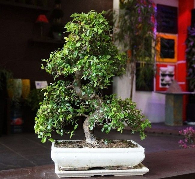 Карликовые деревья для дома: особенности ухода и фото уютных вариантов Карликовые деревья для дома: особенности ухода и фото уютных вариантов идеи для дома,комнатные растения