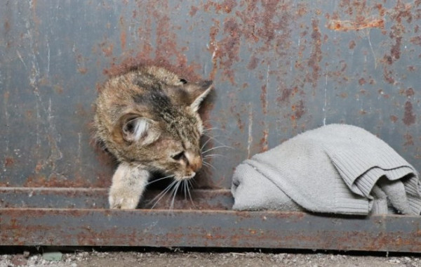 Спасатели Севастополя пришли на помощь кошке