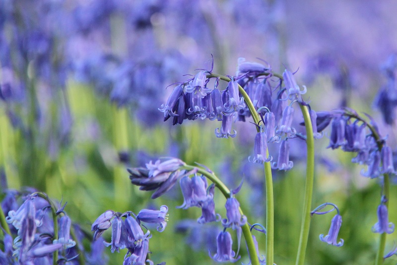 Халлербос – синий лес в Бельгии Халлербос – синий лес в Бельгии Путешествия