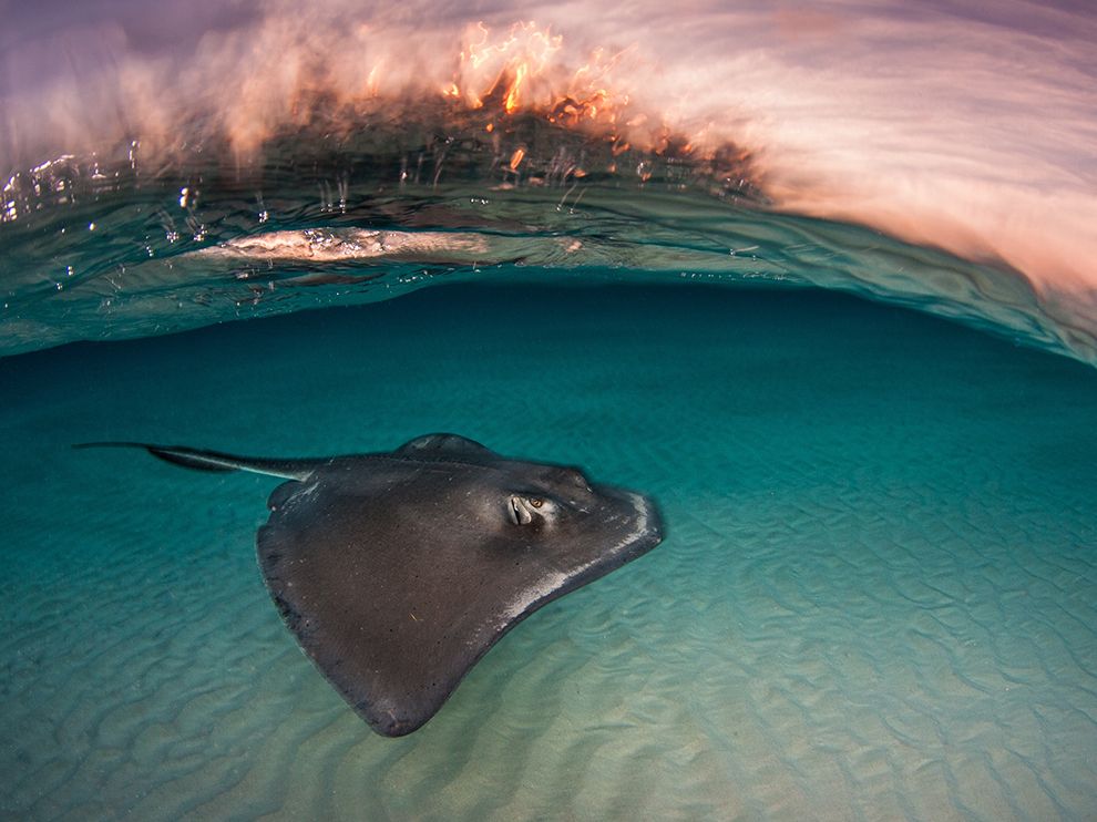 stingray-sandbar-sunrise_94568_990x742