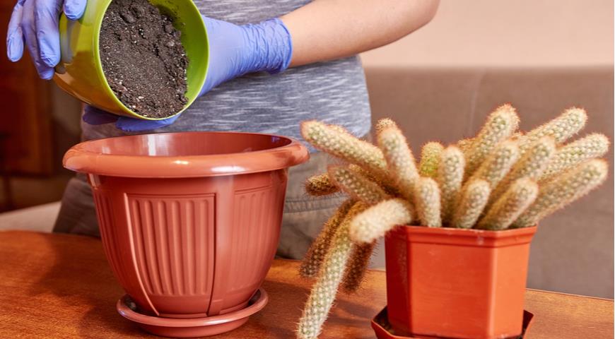 Как пересадить кактус в другой горшок в домашних условиях после покупки пошагово с фото