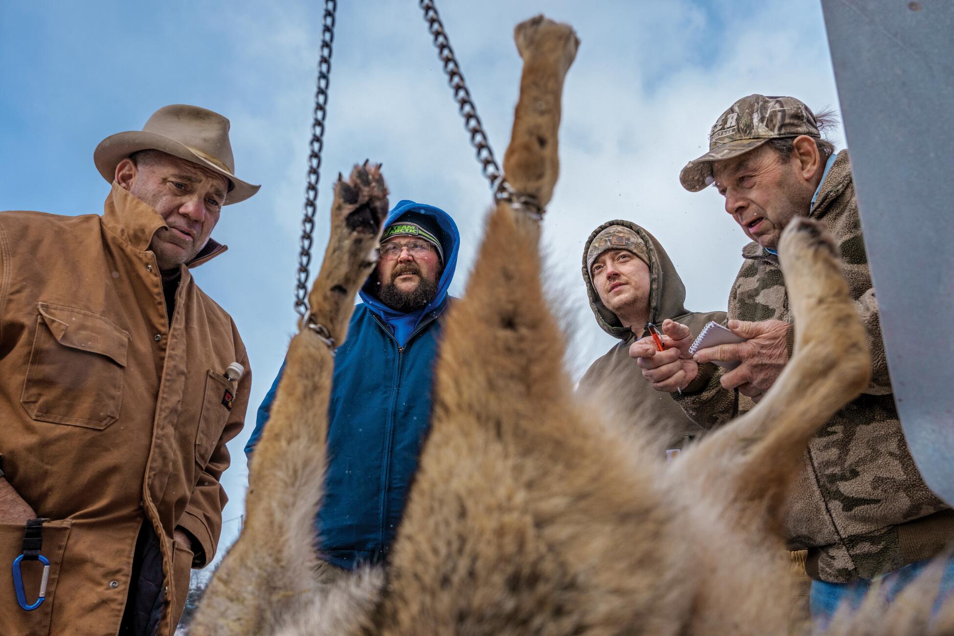 Фотография четырех мужчин, стоящих за скованными лапами койота, когда он висит вниз головой после убийства