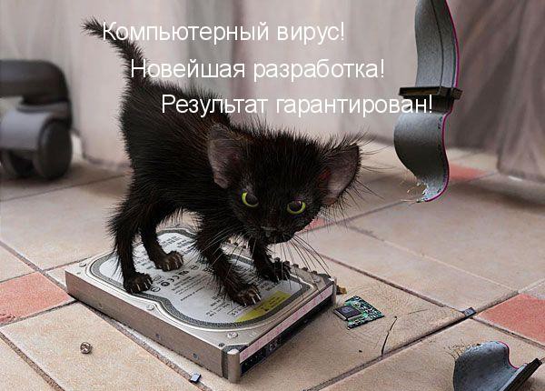 Мохнатые шутки животные, коты, прикол, юмор