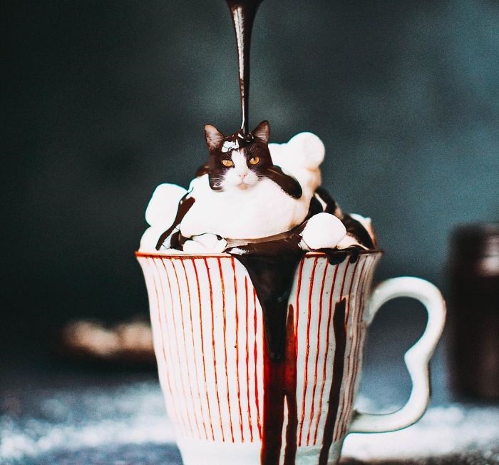 «Коты в еде»: Забавные фотоманипуляций от российской блогерши, покорившие интернет «Коты в еде»: Забавные фотоманипуляций от российской блогерши, покорившие интернет