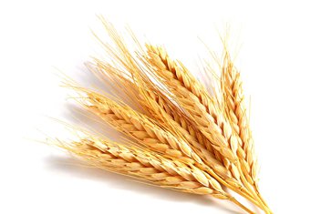для похудения пшеница