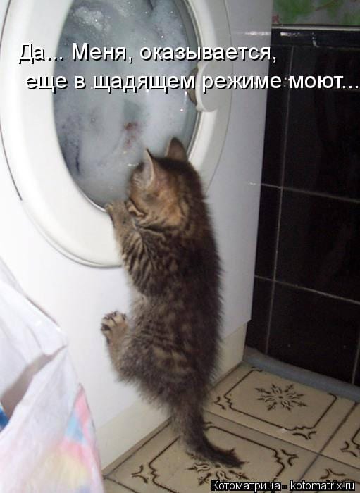 Стиральные машины созданы именно для котов анекдоты,демотиваторы,Смешные животные,юмор