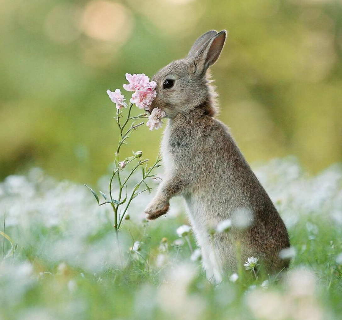Зайчонок родившийся весной. Джулиан рад. Julian rad фотограф. Заяц Лесной. Милые животные на природе.