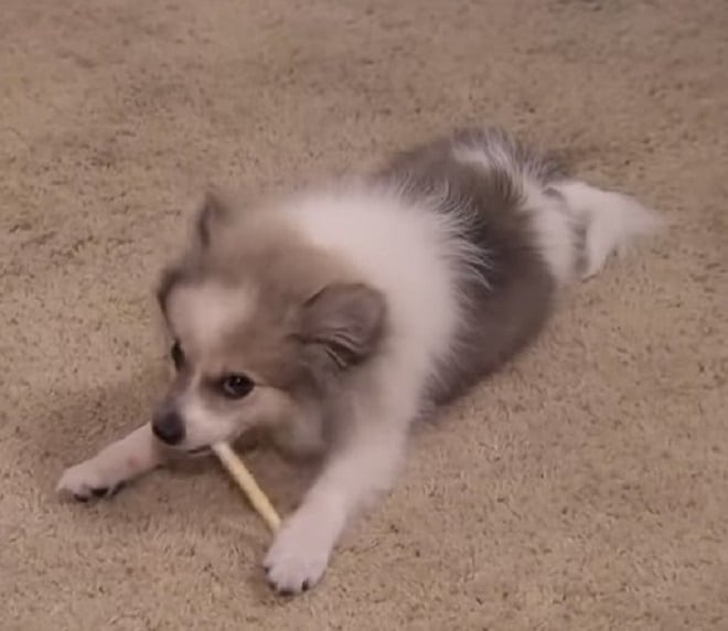 Собака лежит