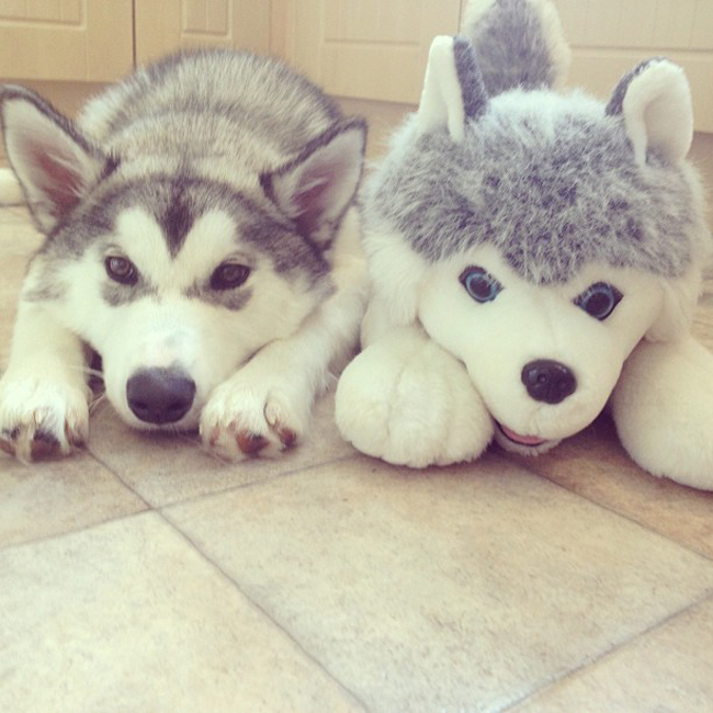 Милые животные и мягкие игрушки 