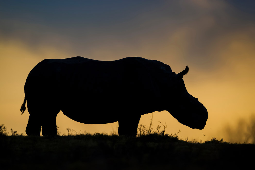 Носорог, которому браконьеры отпилили рог