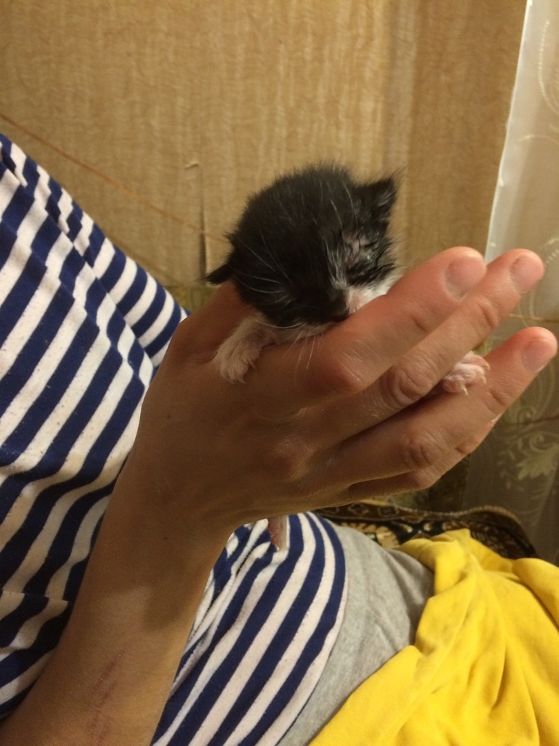 котенок в руках