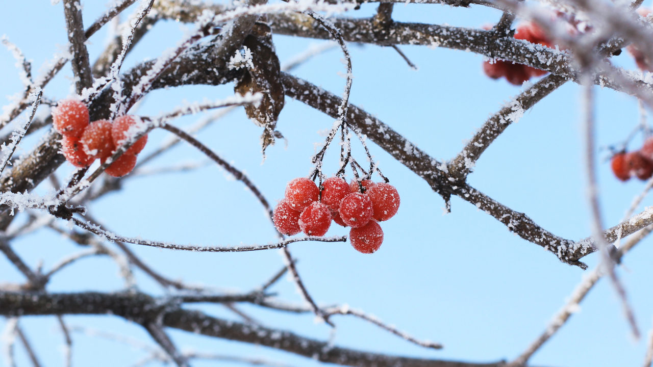 Не только красные ягоды: почему некоторые виды калины цветут зимой