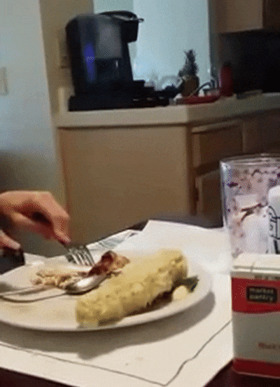 Собачки, которые готовы на все, чтобы утолить свой голод Собачки, которые готовы на все, чтобы утолить свой голод