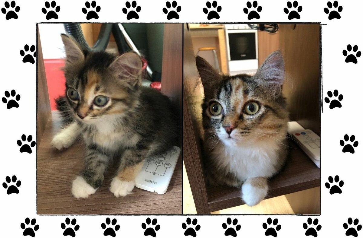 2 месяца / 4 месяца