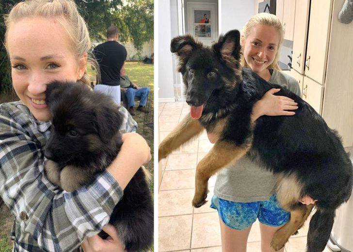 Любителям собакенов: большие собаки созданы для людей с огромным сердцем 