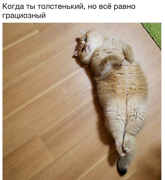 15 вещей, которые мечтает перевести на человеческий каждая кошка 