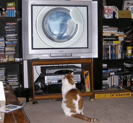 Стиральные машины созданы именно для котов анекдоты,демотиваторы,Смешные животные,юмор