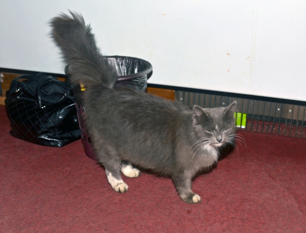 Беременная киса