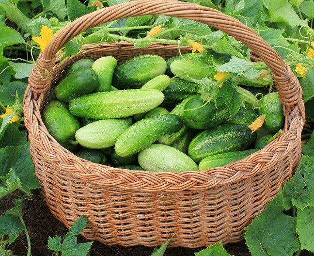 Сезонный календарь овощей и фруктов: когда и что покупать... Советы от знакомого поставщика!