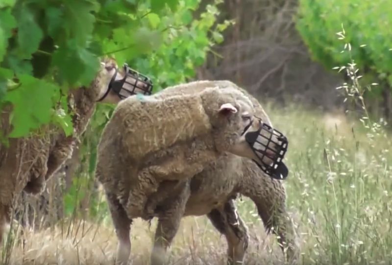 Овечий намордник в духе маски из "Молчания ягнят" Овечий намордник в духе маски из "Молчания ягнят"