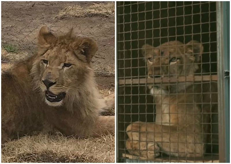 Цирковые львицы, не видевшие белого света, учатся жить заново