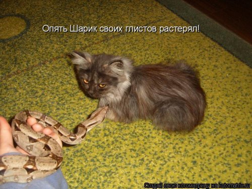 Лучшая котоматрица недели Лучшая котоматрица недели смешные картинки