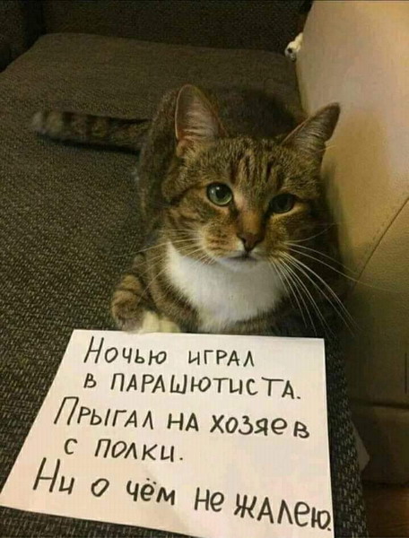 Зверский юмор, КОТОФейный 