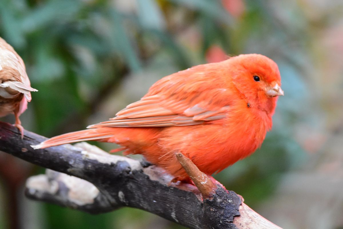 Огненный чиж  (лат. Spinus cucullatus)  - самая красная птица в мире