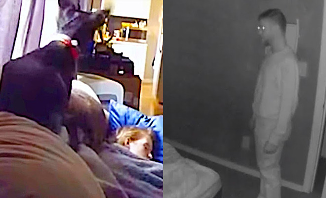 Собаку взяли из приюта и ночами она стала будить хозяйку. Женщина поставила камеру и поняла, что в доме живет посторонний