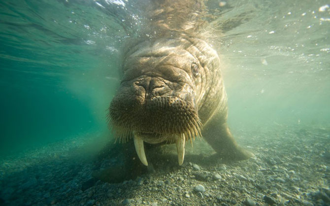 Моржи крупным планом  