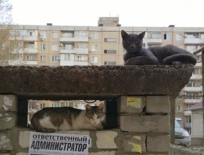 Кошачий фотопозитив коты, кошки, подборка